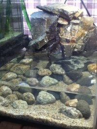 昨日新しく水槽をたちあげたのですが 何を入れるか決めていません レイアウトのイ Yahoo 知恵袋