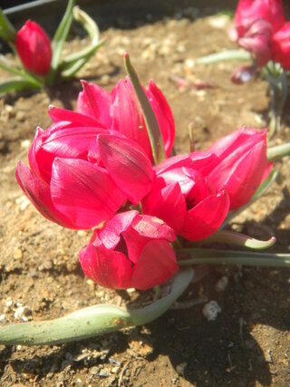 この花の名前を教えて下さい クロッカス チューリップ クロッカスにし Yahoo 知恵袋