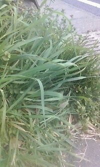 これは 道端の雑草の写真なんですが なんという名前か教えてください Yahoo 知恵袋
