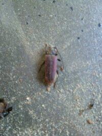 爬虫類に使う流木について質問です 先日 川で1m の流木を拾ってきたの Yahoo 知恵袋