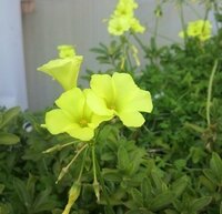 この花は何ですか 黄色で 葉はクローバーのような三つ葉です 写 Yahoo 知恵袋