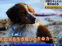 犬や猫petの共食いってありうるのでしょうか 先日 福島第一原発の強制避 Yahoo 知恵袋