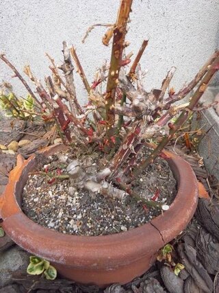 北海道の薔薇の植替え時期について しばらく 薔薇を植え替えずにいたら Yahoo 知恵袋