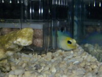 海水魚イエローヘッドジョーについて何点か質問です 1 よく本物とうたってあ Yahoo 知恵袋