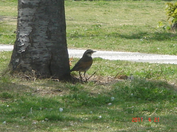 この鳥の名前はつぐみであってますか はい この鳥はツグミで間違 Yahoo 知恵袋