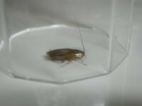 ゴキブリっぽい虫が食洗機の中に ビルトイン食洗機を開けていたら 中 食器を入 Yahoo 知恵袋