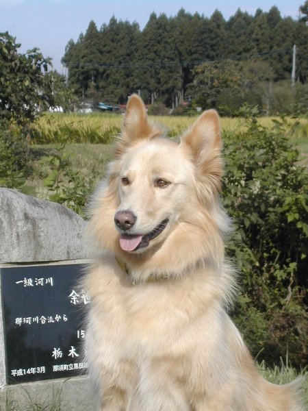 珍しいミックス犬がいましたなら、写真を添付して送ってください。でき