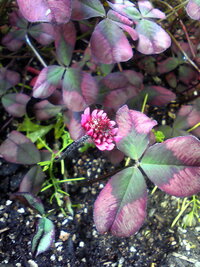 ベランダで育てていたピンク色のクローバーが花を咲かせました この植物の正式名称 Yahoo 知恵袋