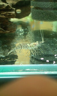 このエビは 先日 近所の貯水池で子供と取ってきたのですがこのエ Yahoo 知恵袋