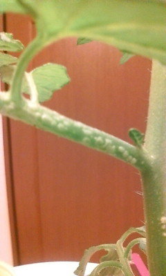 白い 斑点 トマト 病気