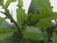 アゲハ蝶の幼虫ベランダの植木に アゲハ蝶が卵を産み１０匹以上幼虫が孵 Yahoo 知恵袋
