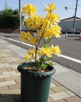 レンゲツツジの剪定について教えてください レンゲツツジ 黄色 を鉢で育て Yahoo 知恵袋