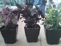 コリウスの挿し木 今日コリウスを買ってきたのですが 挿し木はでき Yahoo 知恵袋