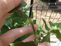 マインクラフトサバイバルでピースのデメリットはなんですか マインクラ Yahoo 知恵袋