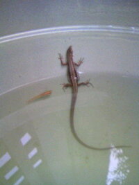 メダカを飼って居る睡蓮鉢に体の半分を水につけているトカゲです 画像が Yahoo 知恵袋