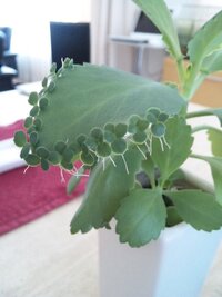 葉っぱの先から葉っぱと根っこうちの観葉植物の葉っぱの先から葉っぱと根っこが生え Yahoo 知恵袋