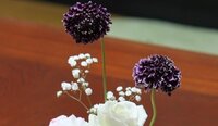 画像の花なのですが 紫のボンボンした花が咲き 茎が長いです 風にそよ Yahoo 知恵袋