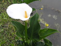 この白いゆがんだラッパのような花を咲かせる植物は何ですか この葉は オラ Yahoo 知恵袋