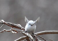 最近 シマエナガという鳥の可愛さにハマりました これまで私は Yahoo 知恵袋