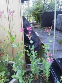 ピンク色の菜の花 植物名を御存知でしたら教えてください 黄色の菜の花と Yahoo 知恵袋