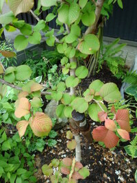 オオデマリの花が一つもつかないのですが 原因が分かる方教えて下さい 地植えで半 Yahoo 知恵袋