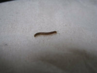 この 一週間の間 ムカデの小さいみたいな虫が家に何十匹も出て困っています Yahoo 知恵袋