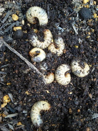 幼虫について教えて下さい ホームセンターで土を買ってきて花壇を作った Yahoo 知恵袋