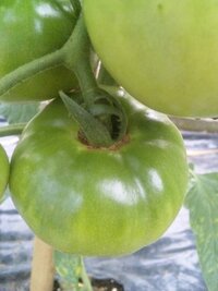 トマトトマトの実がこんな感じに ヘタの周りが茶色くなっていま Yahoo 知恵袋