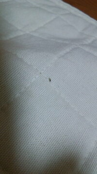 小さい虫が出て困ってます 数日前から 一ミリもないくらいの黒いほんっとに小さな Yahoo 知恵袋