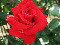 薔薇の上手な育て方を何方か教えて頂けませんか 特にミニバラの方の上手な育 Yahoo 知恵袋