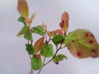 庭に植えてあったシャラの木 の葉が所々黒く赤茶に染まり 虫は見かけな Yahoo 知恵袋