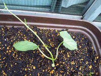 ゴーヤの芽 が食べられてしまっています 原因はなんでしょう 育て始め Yahoo 知恵袋