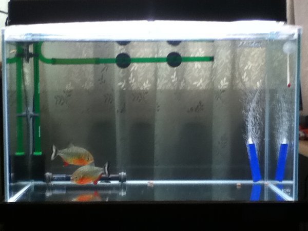 100枚 ピラニアナッテリー ２をお迎えして今日で５日目になりますが Yahoo 知恵袋