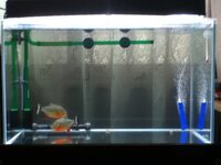 100枚 ピラニアナッテリー ２をお迎えして今日で５日目になりますが Yahoo 知恵袋