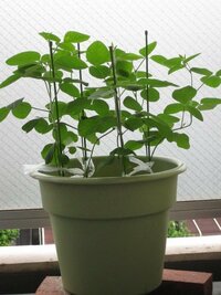 枝豆の摘心枝豆の 秘伝 と言う品種を育てようと思います 初生葉を摘心し Yahoo 知恵袋