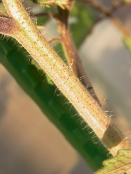 トマトの茎に黒い斑点 今日ふと気づくと フルーツトマトの苗の茎 Yahoo 知恵袋