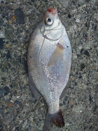 この魚は海タナゴですか 食べ方も含めて教えて下さい よろしくお願いし Yahoo 知恵袋