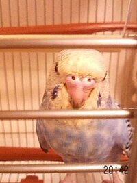 セキセイインコのオパーリンのブルー ３ヵ月の子を飼っています くちば Yahoo 知恵袋