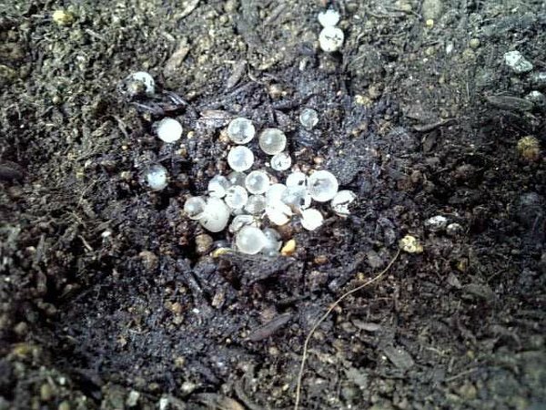 ナメクジの卵はどれくらいで孵化しますか 最近購入した花苗のポット内の土に画像の Yahoo 知恵袋