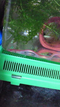 アクアショップで ピンクうなぎ なる珍魚 を買ったのですが 正式 Yahoo 知恵袋