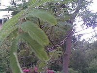 木の名前を教えてください ねむの木の葉に似てるのですが違うようです かな Yahoo 知恵袋