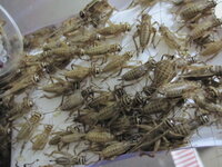 爬虫類の餌に使用するコオロギを50匹ストックしています ですがいつも一週間 Yahoo 知恵袋