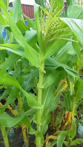 トウモロコシを家庭菜園で栽培しているのですが 雄穂はすでに開き 花粉が落ちてい Yahoo 知恵袋