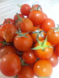 熟れて自然に割れたトマト ミニトマトは食べても大丈夫ですか 大丈夫ですが Yahoo 知恵袋
