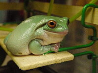 イエアメガエルについての質問です この子は太り過ぎでしょうか 餌はミル Yahoo 知恵袋