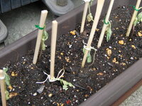 今日切花用ひまわりを植え替えたら弱ってしまいました たっぷり水はあげており直射 Yahoo 知恵袋