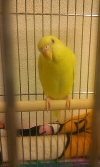 セキセイインコのハゲ セキセイインコの首のうしろ辺りにハゲができました Okwave