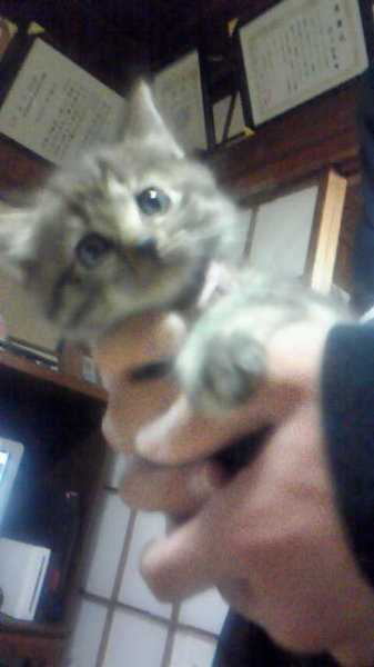 最近、うちの飼い猫が障子等をびりびりにします；木骨組みの所も爪で 