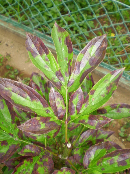 芍薬の葉っぱが大変な事になりました 花が咲き終わった後の芍薬の葉っぱに黒 Yahoo 知恵袋