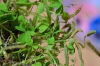 ハコベを育てたいです 種を購入したのですが 植物を育てるの Yahoo 知恵袋